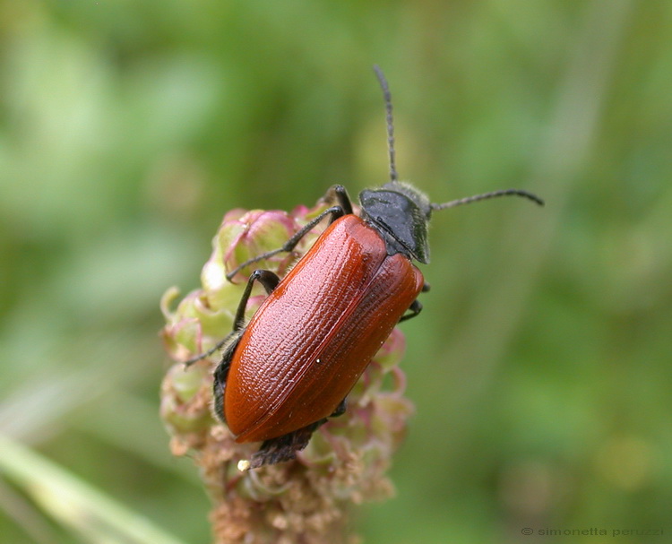 Omophlus sp.